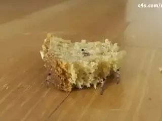 GODDESS KNPOBELT GIANTESS