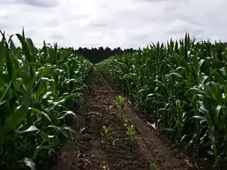 Slap my tits in the cornfield